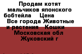 Продам котят мальчиков японского бобтейла. › Цена ­ 30 000 - Все города Животные и растения » Кошки   . Московская обл.,Жуковский г.